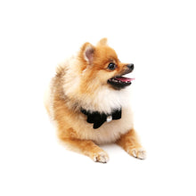 Load image into Gallery viewer, VP Pets Darling Diamond Velvet Bow Tie Collar - Black - Vanderpump Pets
