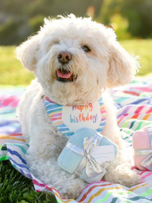 Happy Birthday Collar Bandana - Vanderpump Pets